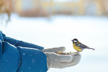 Fototapeta premium A small bird eats from a person's hand, a tit eats seeds, caring for wild birds in winter, feeding birds in cold weather