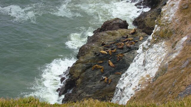 Footage capturing a colony of wild Steller sea lions (Eumetopias jubatus) and seasonal California sea lions basking and moving on the basaltic rock ledges at the Sea Lion Caves, a large natural sea ca