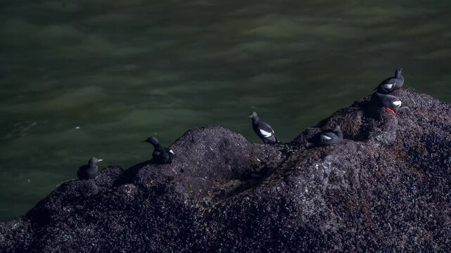 A group of wild Pigeon Guillemots (Cepphus columba) resting on a barnacle-covered rock formation along the Pacific coastline. These medium-sized seabirds, part of the auk family, are characterized by 
