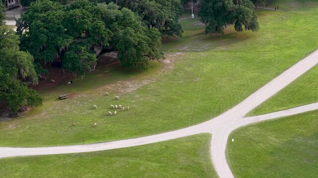 A drone glides above a lush plantation field with intersecting paths forming a cross. Grazing sheep roam the green pastures beneath oak trees, showing a serene agricultural landscape and surrounding g