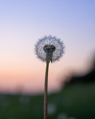 Obraz premium Minimalist closeup of a single dandelion against a sunset sky nature plant