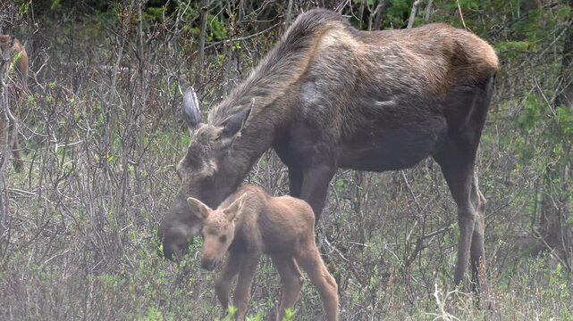 Female moose cow foraging on willow leaves with her newborn calves (pair of twins) in Jasper National Park, Alberta, Canada. Wildlife sightseeing tours by car (passenger POV).