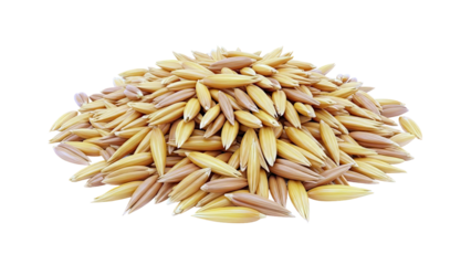 Pile of Golden Oat Grains