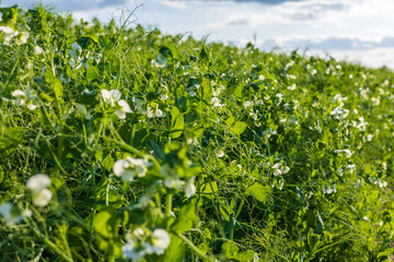 Vibrant green plants spread across a vast field, adorned with white blossoms gently swaying in the evening breeze, bathed in warm sunlight