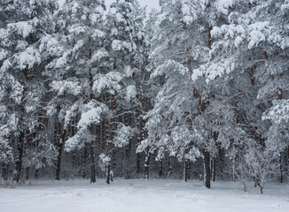 trees covered with snow in the forest
