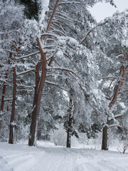trees covered with snow in the forest