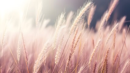 Obraz premium Soft focus on pink wheat or grass field with sunlight
