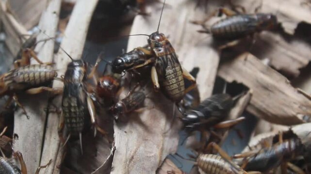 A cricket insect on dry leaves