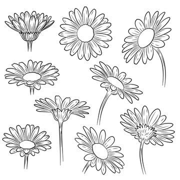 Chamomile outline. Chamomile flower line art. Hand drawn set of camomiles. Chamomile flower isolated on white background. Camomile sketch. Abstract floral hand drawing outline chamomile.