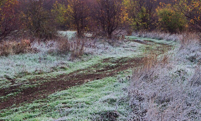 Curved path in the woods in the late fall