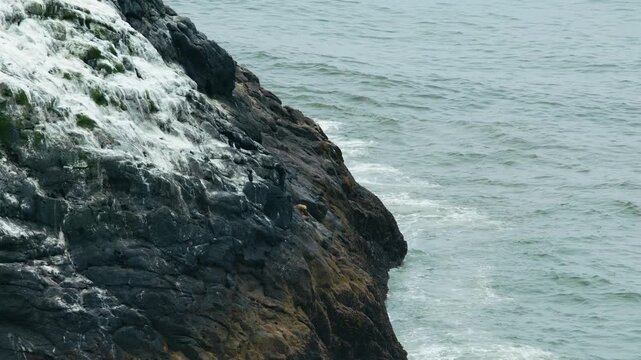 Footage of the rugged and dramatic coastline of Oregon, near the famous Sea Lion Caves. The scene captures the natural habitat of wild Steller sea lions lounging on the basalt rocks as ocean waves cra