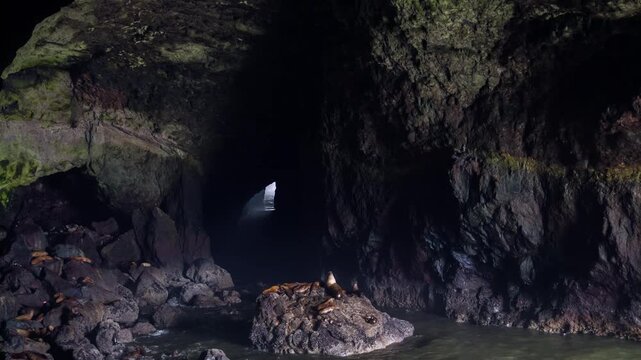 Footage of the natural wonder of the Sea Lion Caves, located along the scenic Pacific Coast Highway, 11 miles north of Florence, Oregon. This privately owned wildlife preserve is recognized as the lar