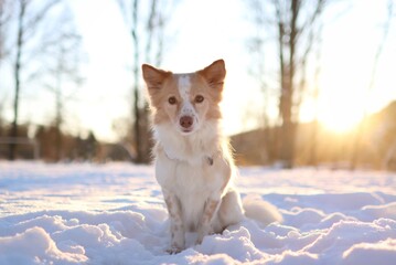 A cute little dog is in a snowy forest. it is golden hour time
