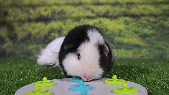 meerschweinchen tier natur nager fressen spiel