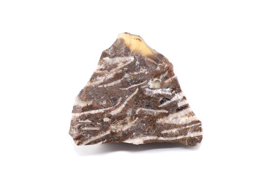 Triangular-shaped piece of raw petrified wood with colors ranging from brown to gray with white streaks. White background