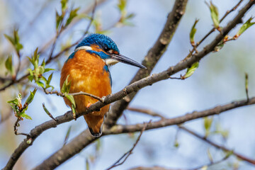 Eisvogel (Alcedo atthis) M&auml;nnchen