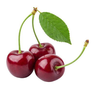 realistic photograph of three ripe red cherries with green stems and a single leaf against a transparent background, showcasing their fresh and juicy appearance.