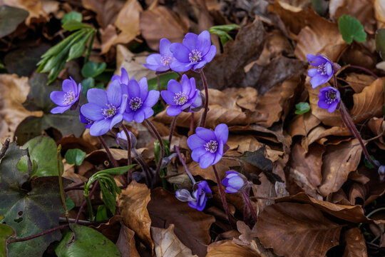 Leberbl&uuml;mchen (Hepatica nobilis)