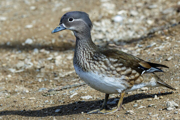 Mandarinente (Aix galericulata) Weibchen