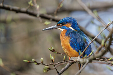 Eisvogel (Alcedo atthis) Männchen