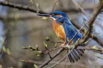 Fototapeta premium Eisvogel (Alcedo atthis) Männchen