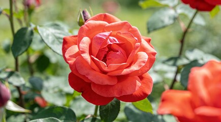 Beautiful blooming red rose in garden on summer day, closeup