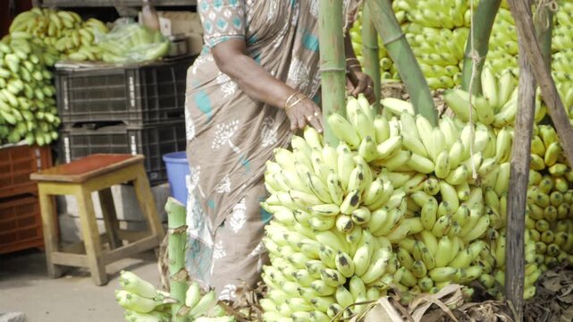 Handpicking Bananas  The Art of Harvesting in South Asia