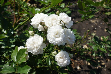 Array of flowers of white semi double roses in July