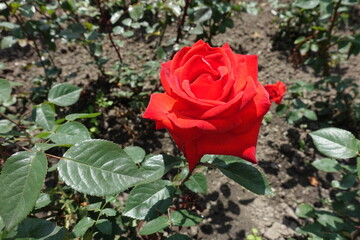 Scarlet red flower of one rose in June