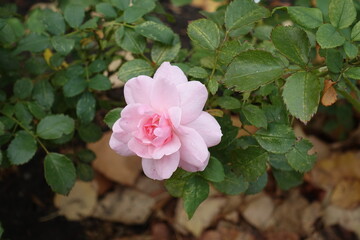 Green leaves and small light pink flower of garden rose in October