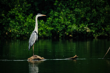 portrait of a blue heron in the light of the rising sun