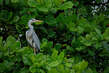 portrait of a blue heron in the light of the rising sun