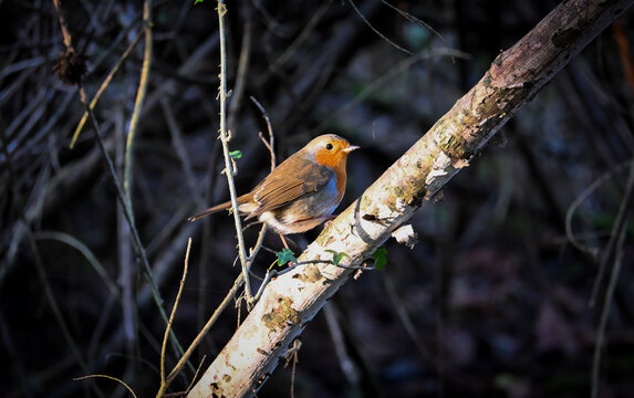 robin on a branch