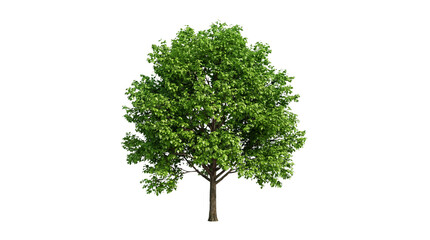 Vibrant green deciduous tree with full foliage, healthy and lush, isolated on a white background