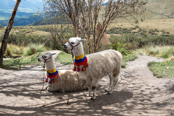 Obraz premium lama,Sudamerica