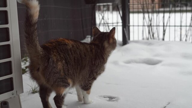 Cat explores snowy yard during winter afternoon