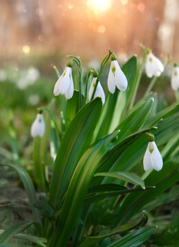 beautiful spring nature background. white snowdrops flowers close up in garden, sunny natural backdrop. landscape with gentle early spring flowers. snowdrops - symbol of arrival spring season
