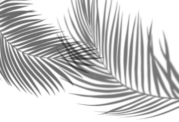 Leaf shadow overlay on white background.Minimalist Tropical palm exotic plant shadow isolated for branding and mockup designใSoft palm leaf silhouette shadow overlay element