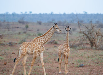 Obraz premium Junge Giraffen im Busch vom Krüger National Park - Kruger Nationalpark Südafrika