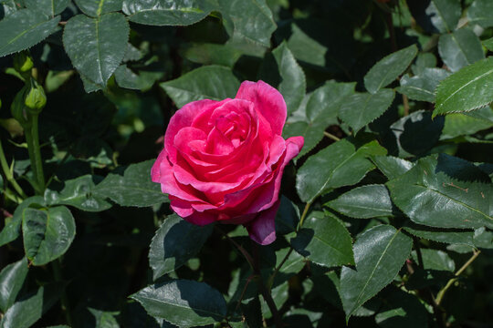 Vibrant pink rose Vien&nbsp;Rose in full bloom, surrounded by lush green leaves and delicate buds, exuding freshness and natural beauty. Selective focus. Nature concept for design.