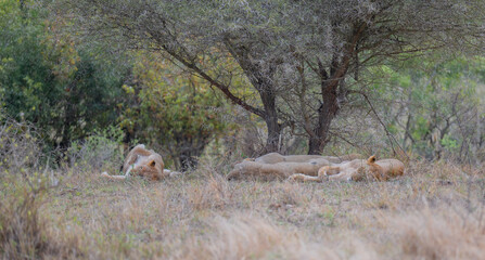 Afrikanische Tiere Löwin oder Löwe im Busch vom Krüger National Park - Kruger Nationalpark Südafrika © Mathis