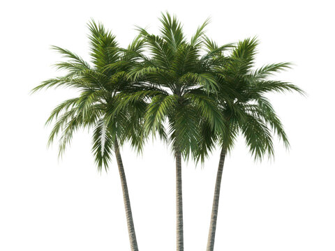 Three green palm trees isolated on transparent background in a tropical setting