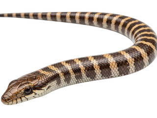 Fototapeta premium Brown and yellow striped snake isolated on transparent background