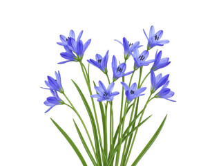 Obraz premium A bunch of blue flowers isolated on transparent background