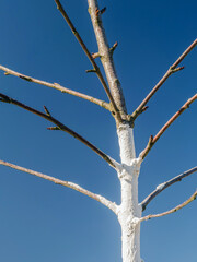 Closeup of whitewashed young fruit tree against the blue sky
