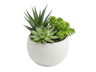 Small white pot with assorted succulents and green plants on transparent background