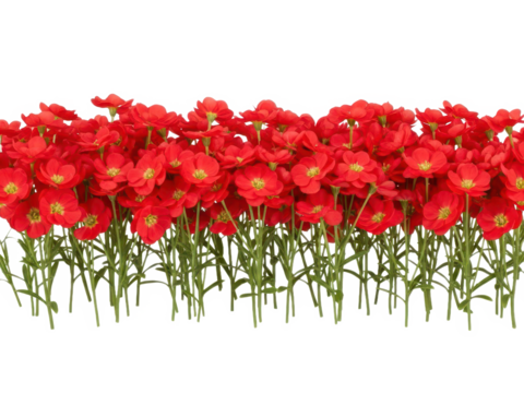 Vibrant red flowers with green stems isolated on transparent background in a row - Powered by Adobe