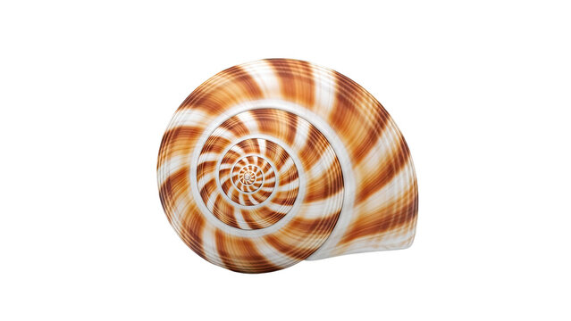 Nautilus Shell Spiral