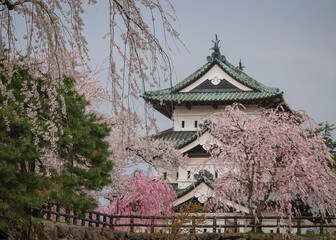 Naklejka premium Cherry blossoms around Hirosaki Castle in Aomori, Japan.
