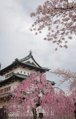 Naklejka premium Cherry blossoms around Hirosaki Castle in Aomori, Japan.